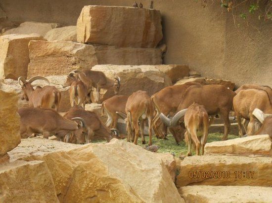 Riyadh Zoo